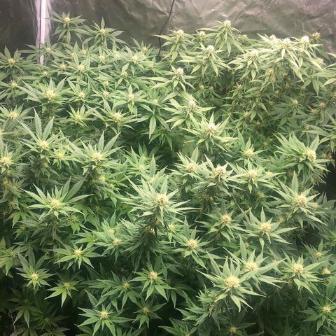 Strawberry cough T-2-4 growlog timeline photo