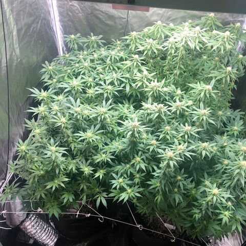 Strawberry cough T-2-4 growlog timeline photo