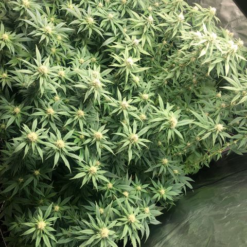Strawberry cough T-2-4 growlog timeline photo