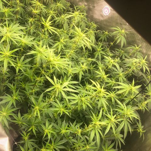 Big bud growlog photo: Defoliation complete 