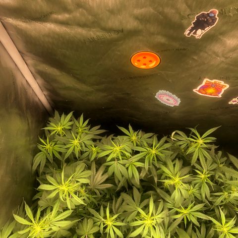 Big bud growlog photo: Defoliation complete 