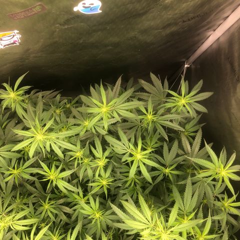 Big bud growlog photo: Defoliation complete 