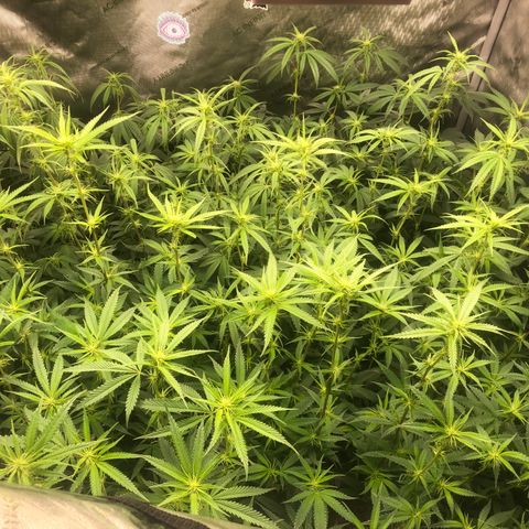 Big bud growlog photo: Defoliation complete 