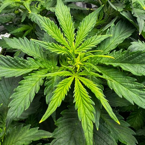 Big bud  growlog timeline photo