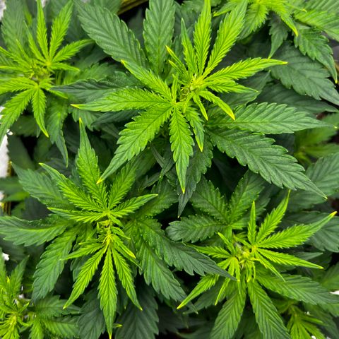 Big bud  growlog timeline photo
