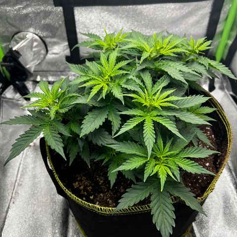 Big bud  growlog timeline photo