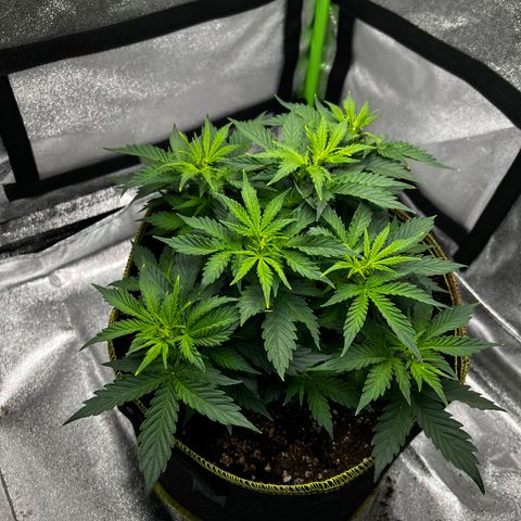 Big bud  growlog timeline photo