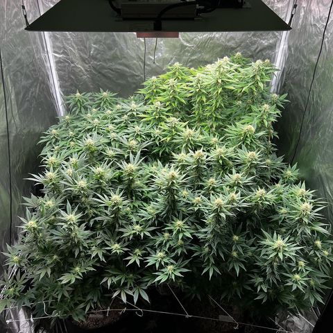 Strawberry cough T-2-4 growlog timeline photo