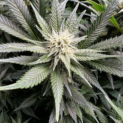 Strawberry cough T-2-4 growlog timeline photo