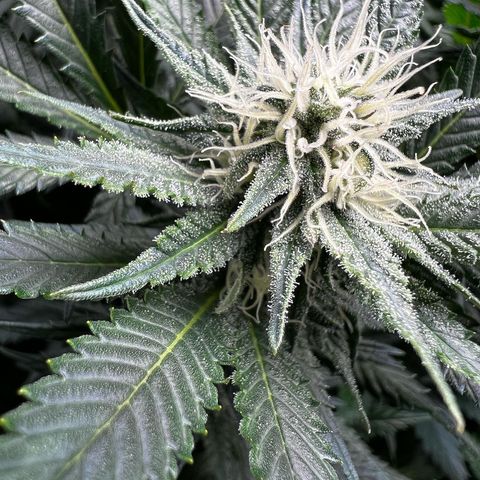 Strawberry cough T-2-4 growlog timeline photo
