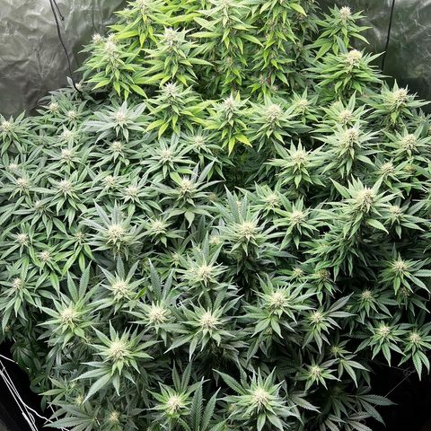 Strawberry cough T-2-4 growlog timeline photo