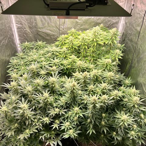 Strawberry cough T-2-4 growlog timeline photo