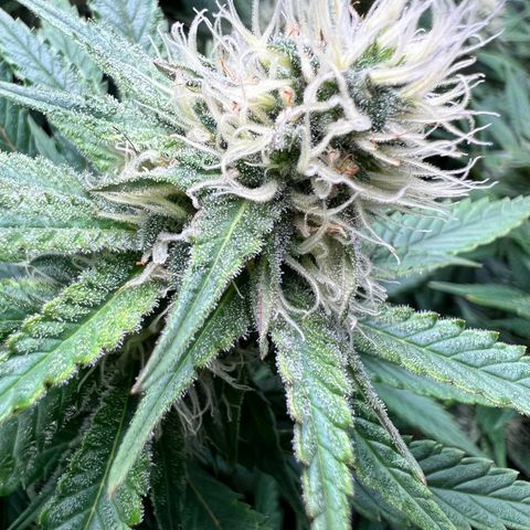 Strawberry cough T-2-4 growlog timeline photo