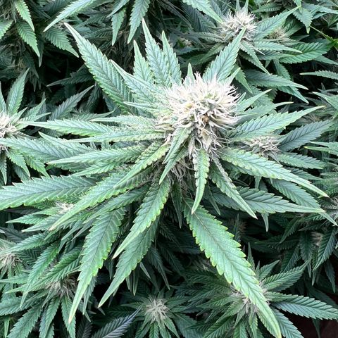 Strawberry cough T-2-4 growlog timeline photo
