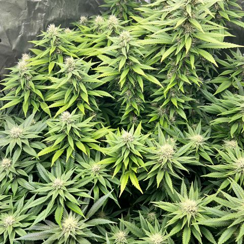 Strawberry cough T-2-4 growlog timeline photo