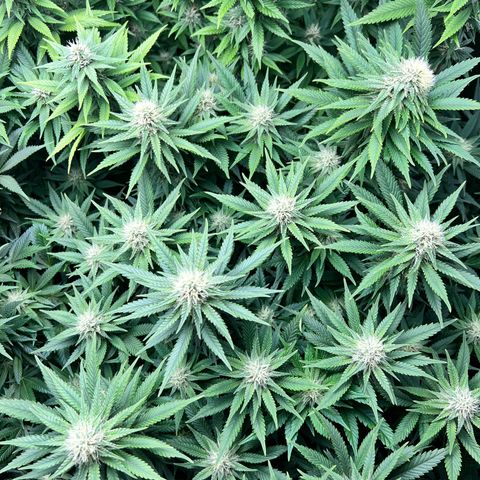Strawberry cough T-2-4 growlog timeline photo