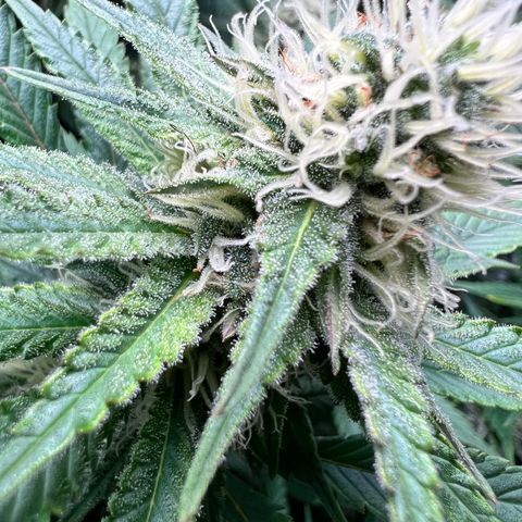 Strawberry cough T-2-4 growlog timeline photo