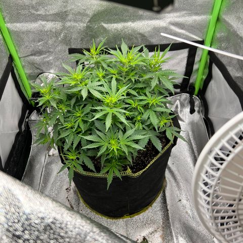 Big bud  growlog timeline photo