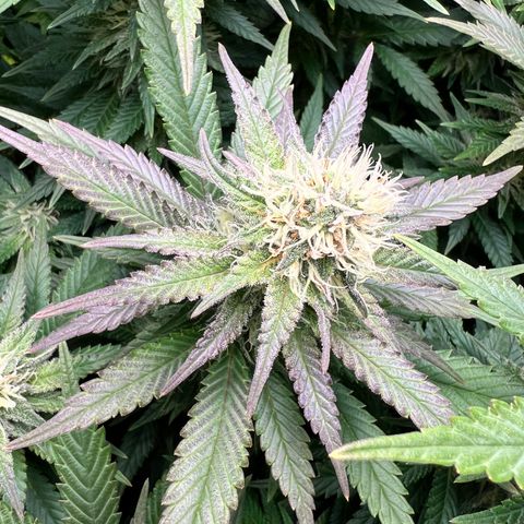Strawberry cough T-2-4 growlog timeline photo