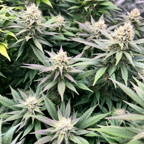 Strawberry cough T-2-4 growlog timeline photo