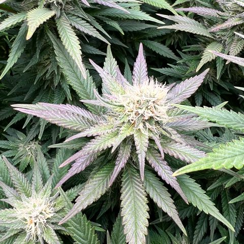 Strawberry cough T-2-4 growlog timeline photo