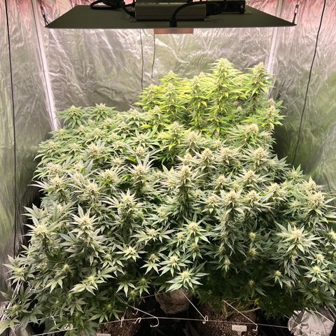 Strawberry cough T-2-4 growlog timeline photo