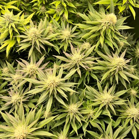 Strawberry cough T-2-4 growlog timeline photo