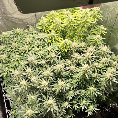 Strawberry cough T-2-4 growlog timeline photo