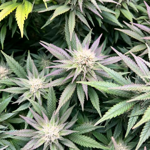 Strawberry cough T-2-4 growlog timeline photo