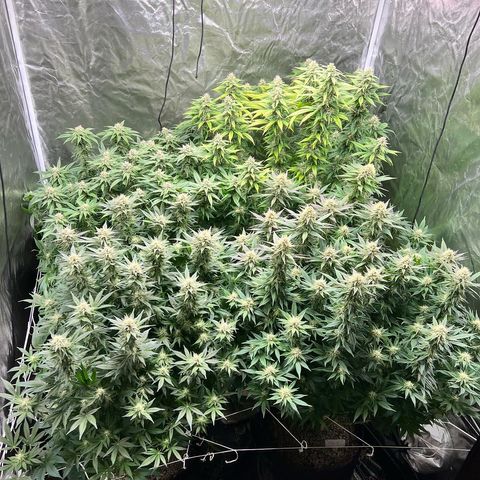 Strawberry cough T-2-4 growlog timeline photo