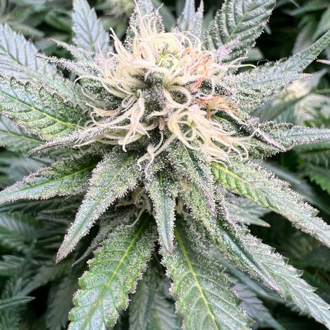 Strawberry cough T-2-4 growlog timeline photo