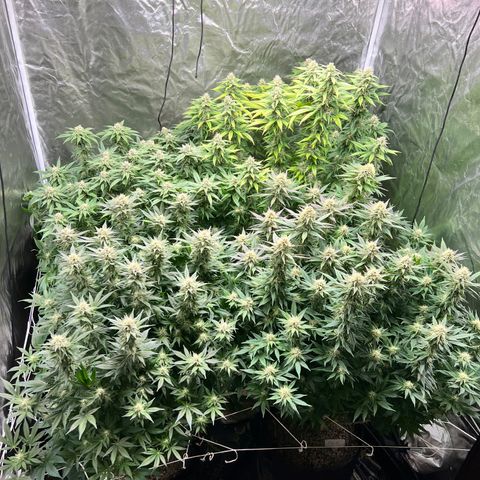 Strawberry cough T-2-4 growlog timeline photo