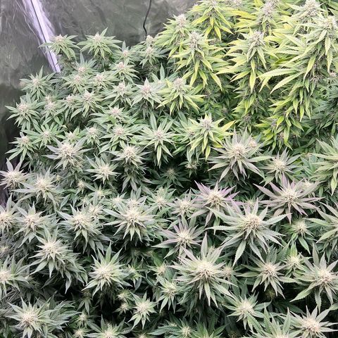 Strawberry cough T-2-4 growlog timeline photo