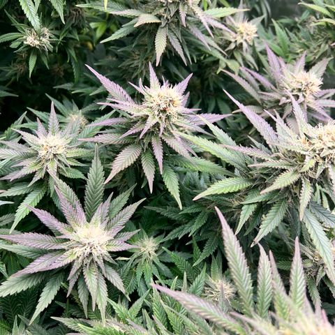 Strawberry cough T-2-4 growlog timeline photo