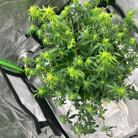 Big bud  growlog timeline photo