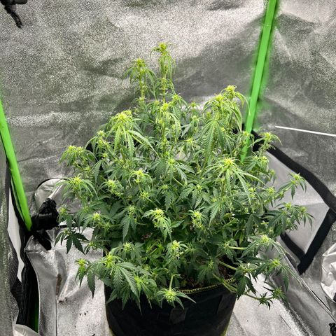 Big bud  growlog timeline photo