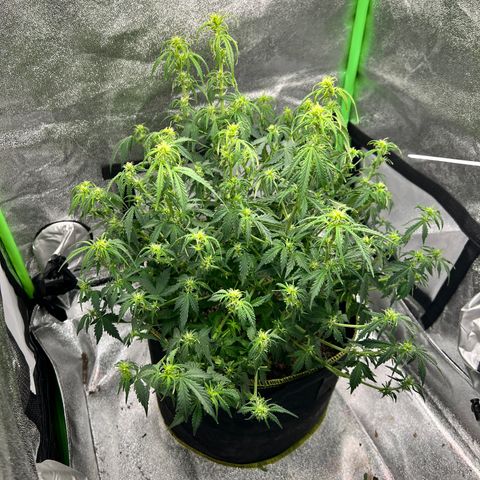 Big bud  growlog timeline photo