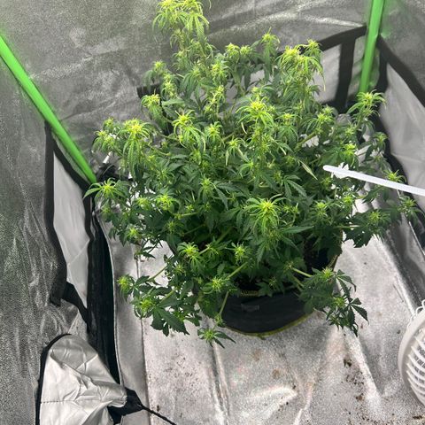 Big bud  growlog timeline photo