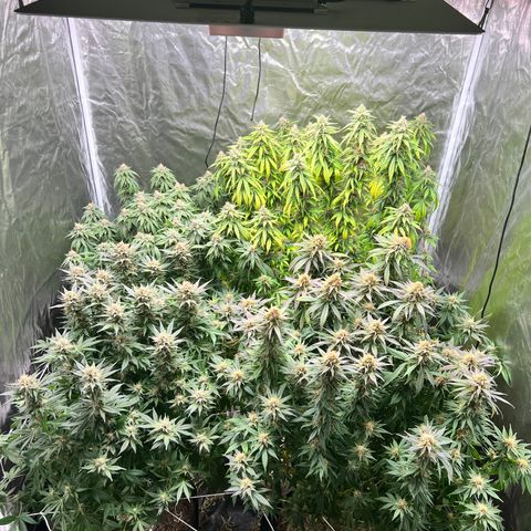 Strawberry cough T-2-4 growlog timeline photo