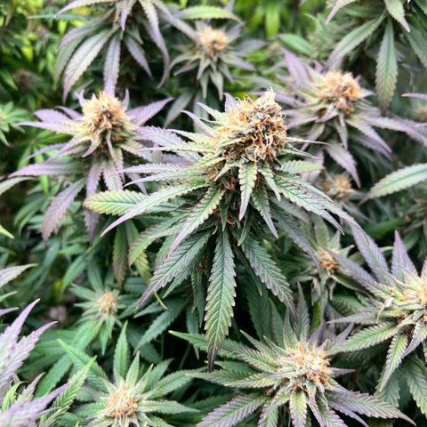 Strawberry cough T-2-4 growlog timeline photo