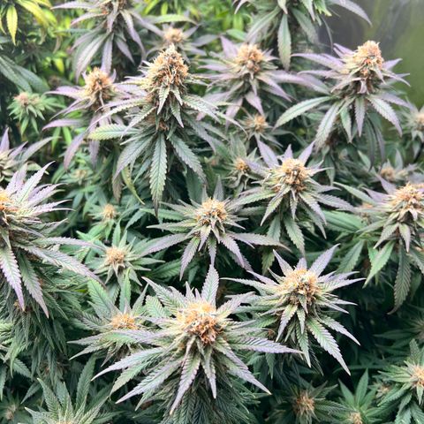 Strawberry cough T-2-4 growlog timeline photo