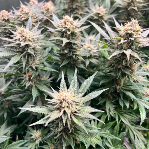 Strawberry cough T-2-4 growlog timeline photo