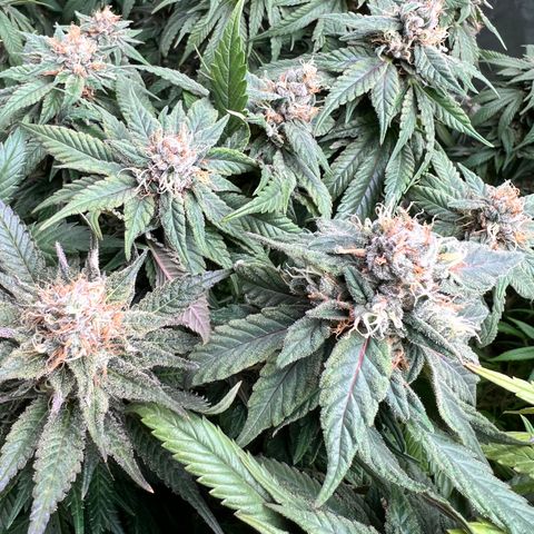 Strawberry cough T-2-4 growlog timeline photo