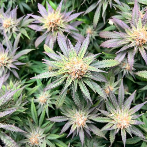 Strawberry cough T-2-4 growlog timeline photo