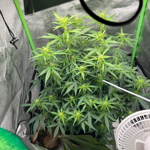 Big bud  growlog timeline photo