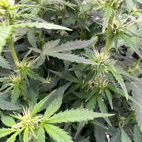 Big bud  growlog timeline photo