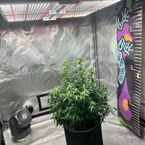 Big bud  growlog timeline photo