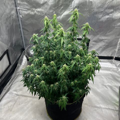Big bud  growlog timeline photo