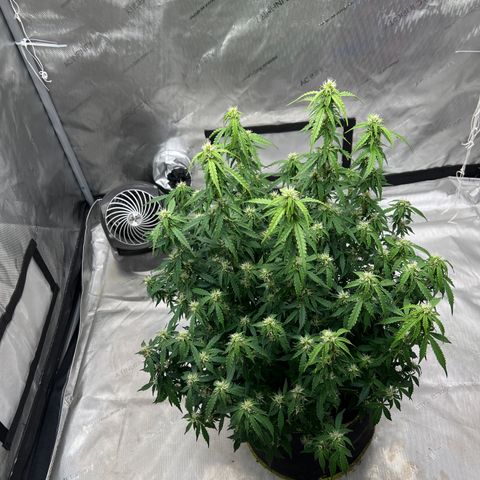 Big bud  growlog timeline photo