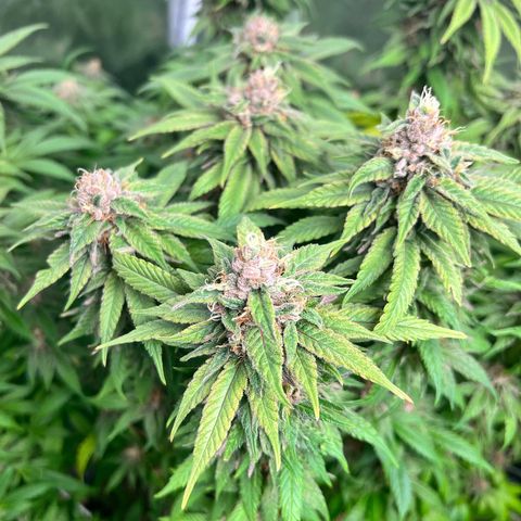 Strawberry cough T-2-4 growlog timeline photo